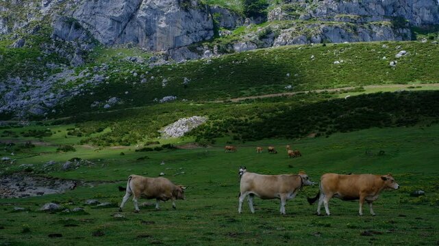 Scenic wide-angle video footage of cows grazing on a lush green meadow under dramatic rocky mountain cliffs. A peaceful rural landscape in the highlands captures a natural countryside scene with free-