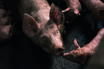 Livestock pigs in barn staring at the camera with expectation © Chris