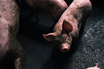 Small piglet in a barn looking at the camera © Chris