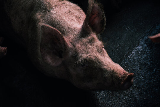  Breeding pig in barn covered in mud and dirt