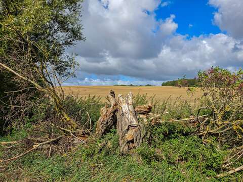 weathered tree stump and tangled branches at the edge of a rural field under dramatic clouds