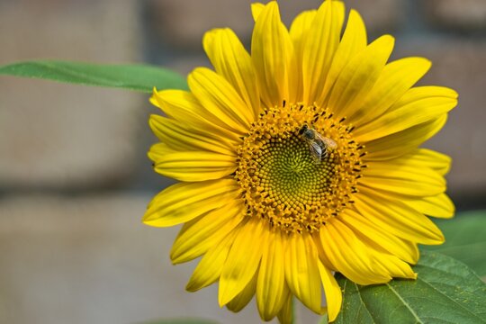 Bright yellow sunflower flower head with worker bee in full bloom