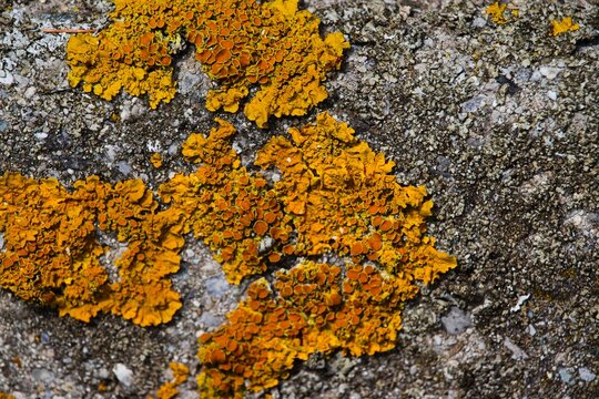 Detailed macro of bright orange Xanthoria parietina lichen on rough concrete surface