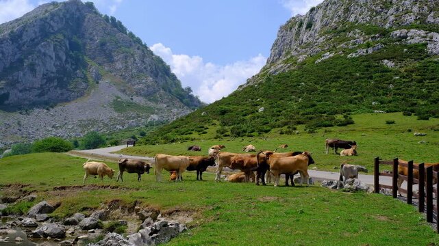 Scenic wide-angle video footage of cows grazing on a lush green meadow under dramatic rocky mountain cliffs. A peaceful rural landscape in the highlands captures a natural countryside scene with free-