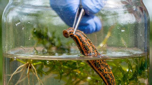 Extreme macro view of a medicinal leech being extracted from a sterile aquatic jar in a lab setting