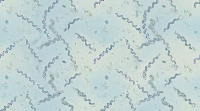 Microscopic spirillum spiral bacteria seamless pattern in a laboratory setting during research