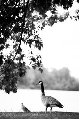 Canada Goose Standing Beside a Lake Under Tree Branches © James Lynch