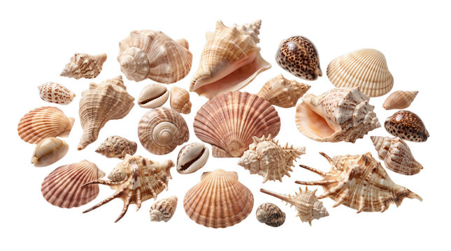 Various sea shells collection arranged in isolated group for marine themed design projects