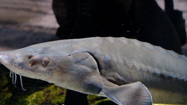 Close-up video footage of a large sturgeon fish swimming gracefully inside a clear aquarium exhibit. The detailed shot highlights its unique snout, barbels, and leathery skin texture as it moves throu