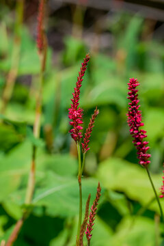 Lysimachia atropurpurea (Purple Gooseneck Loosestrife) blooming in a summer garden.