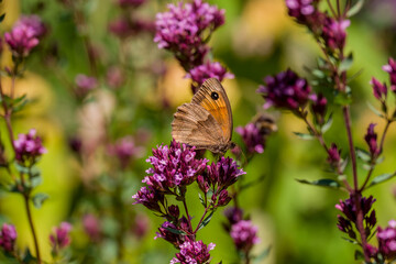 Gatekeeper butterfly sitting on wild flowers in a summer meadow. © Golden Shark