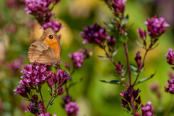 Gatekeeper butterfly sitting on wild flowers in a summer meadow. © Golden Shark