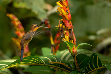 Imagem de beija-flor colentando néctar © Rodrigo Postol