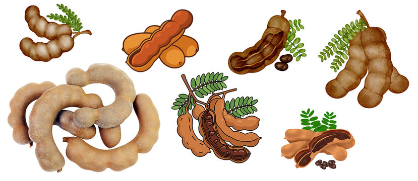 Tamarind without background images