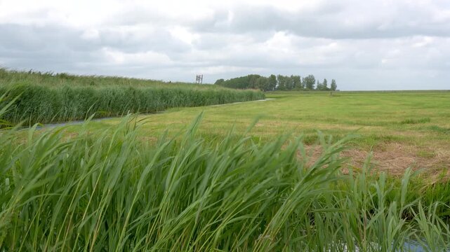 Peaceful moment in the countryside with wind blowing through the grass