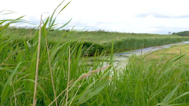 Tranquil nature scene of meadow grass blowing in the wind