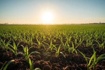 Naklejka premium Golden sunrise shines over green sprouts in farm field. Young crops grow in dark fertile soil under morning sun. Rural landscape shows agriculture growth, nature renewal at dawn. Bright sunlight