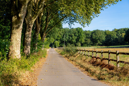 Scenic paved bike path or road  through rural landscape in summer, Tranquil Dutch countryside environment with large green trees and wooden pasture fence, Afferden village, North Limburg, Netherlands.