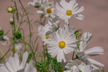 Fototapeta premium Beautiful white cosmos flower in full bloom with buds