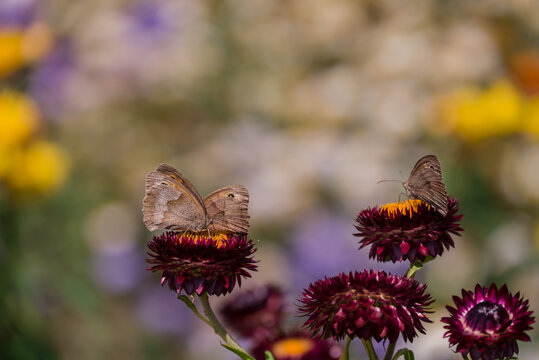 Butterflies on burgundy strawflowers in a summer garden