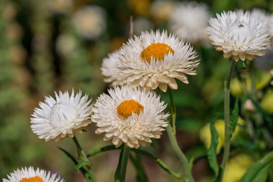Butterflies on burgundy strawflowers in a summer garden