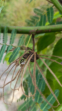 Empty Seed Pods Hanging from Stem in Nature