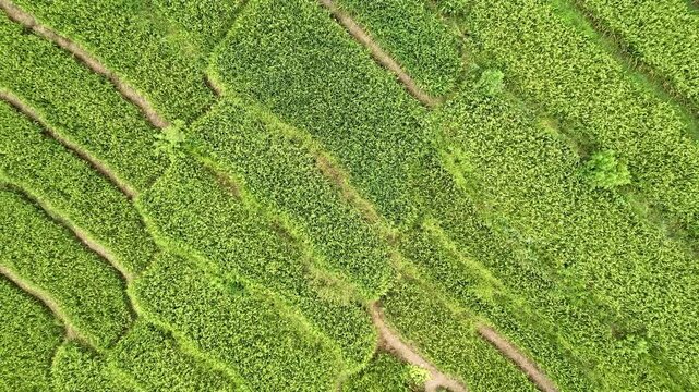 Overhead aerial establishing shot rising above geometric green crop terraces and traditional rural homesteads in a high-altitude Himalayan farming community.