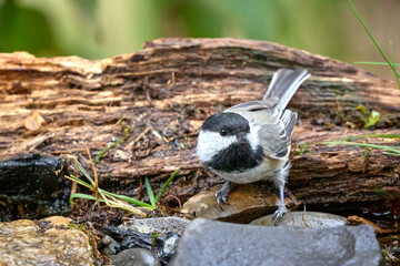 Cute black capped chickadee on a rock. © Gregory Johnston