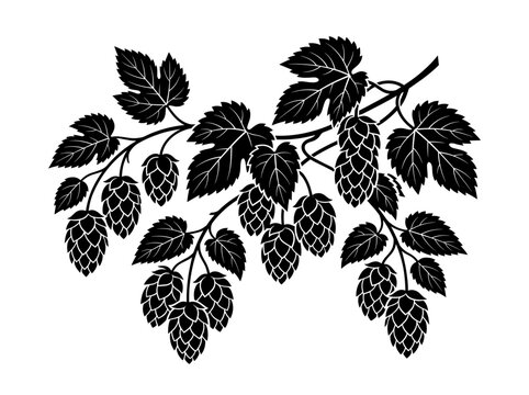 vector Black and illustration of a hop vine with cones and leaves, symbolizing brewing and Oktoberfest celebrations on transparent background