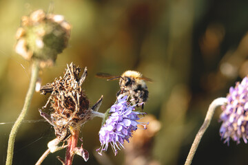 Bumblebee Feeding on Knapweed at Hauxley Nature Reserve in Northumberland September 2026 © Neil_Benison_Photos