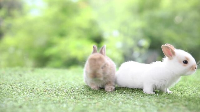 Group of adorable baby rabbits sitting in a row on green grass. Cute fluffy newborn bunnies lined up on a green lawn outdoors. Side view of lovely baby rabbits resting together on a sunny day.