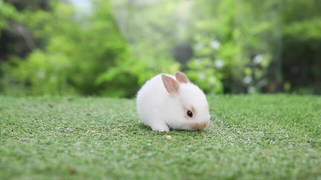 Group of adorable baby rabbits sitting in a row on green grass. Cute fluffy newborn bunnies lined up on a green lawn outdoors. Side view of lovely baby rabbits resting together on a sunny day.