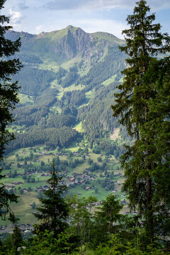 Grindelwald valley village seen through fir trees from above