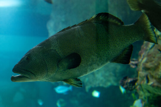 Large spotted grouper swimming in blue aquarium water