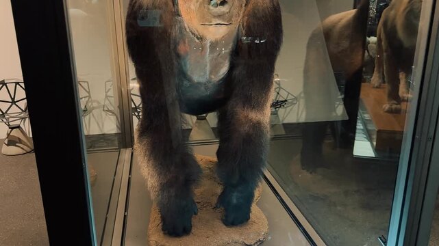 Taxidermy male silverback gorilla preserved and displayed inside a glass showcase cabinet within a natural history museum exhibition hall, captured with a slow vertical tilt down its body.

