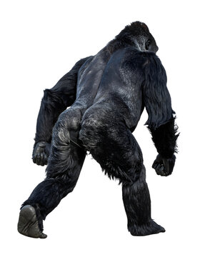 Silverback gorilla walking away showing powerful physical build and thick black fur in a full body side view perspective