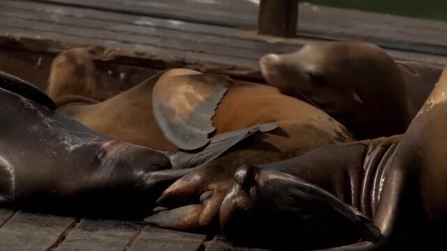 Group of california sea lions resting and sleeping on a wooden dock at pier 39 in san francisco, california
