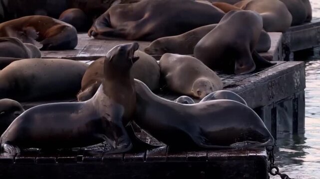 Group of sea lions resting and interacting on a wooden dock at the harbor