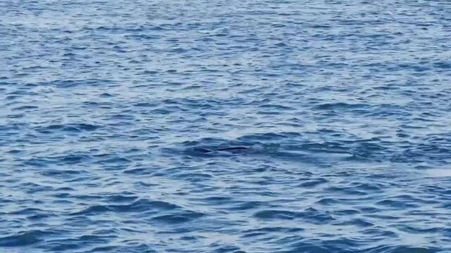 A small part of a california sea lions surfacing in the deep blue ocean water during a sunny day