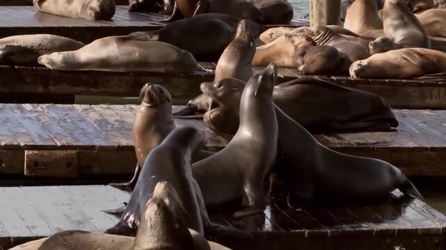 Group of california sea lions resting and interacting on wooden docks at pier 39 in san francisco