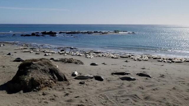 Large colony of elephant seals resting on a sandy beach along the pacific coast in california