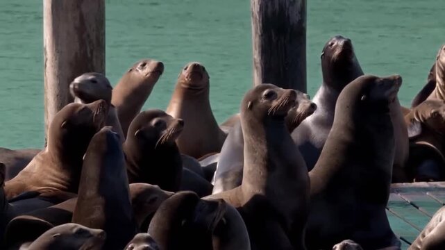 Large group of california sea lions resting and basking on wooden docks at pier 39 in san francisco, california