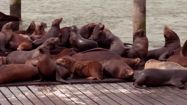 Many california sea lions resting on wooden docks at pier 39 in san francisco, california