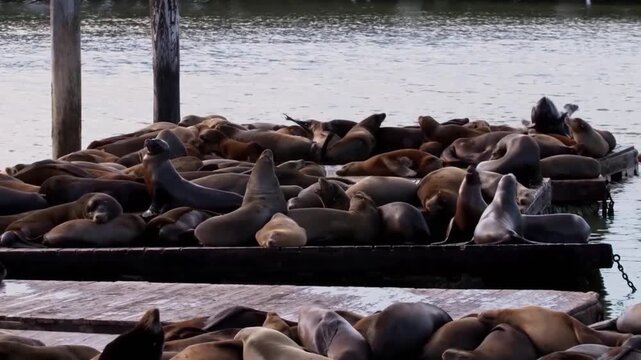 Large group of california sea lions resting on wooden docks at pier 39 in san francisco, california