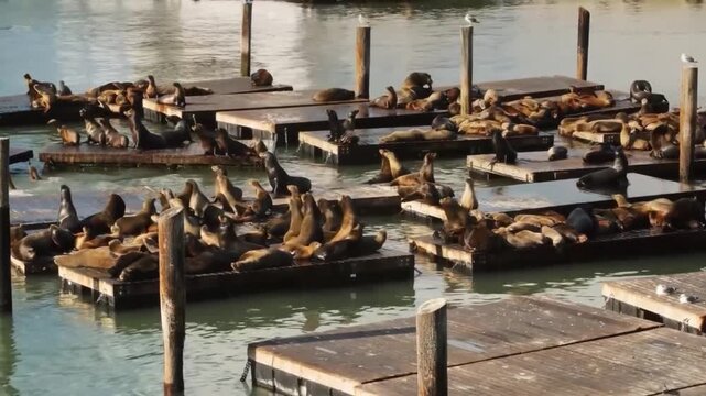 Many sea lions resting on wooden floating docks at pier 39 in san francisco, california, usa