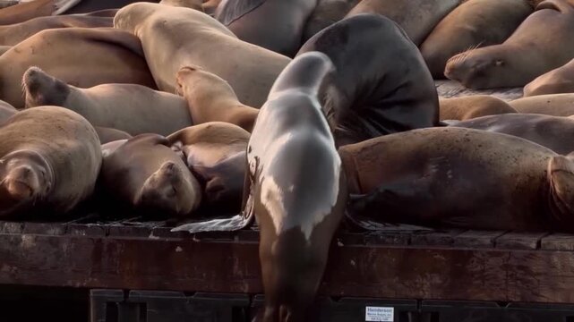 A close up of sea lions on a wooden dock basking in the sun