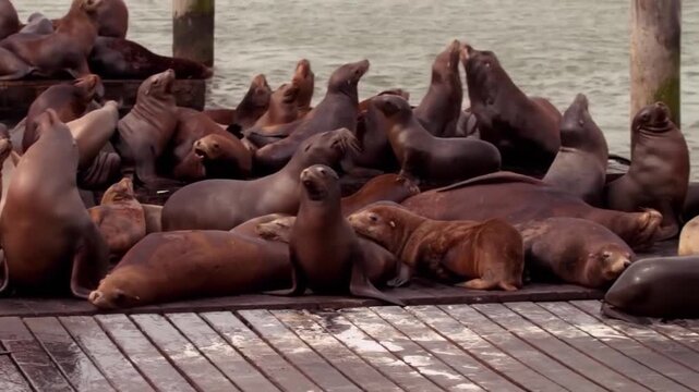 A large group of california sea lions resting closely together on a wooden pier by the water