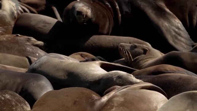 Group of california sea lions resting and basking in the sun on a crowded rocky beach