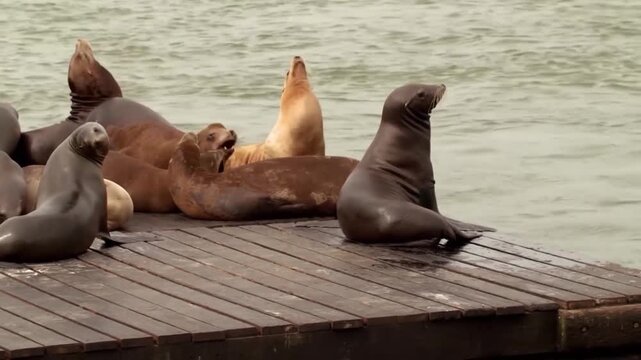 Group of sea lions resting and basking on a wooden dock by the water, wildlife in their natural habitat