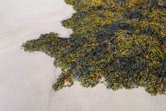 Green and brown seaweed washed up on the white sand beach of Portsoy in Aberdeenshire Scotland during the day as the tide recedes from the shore